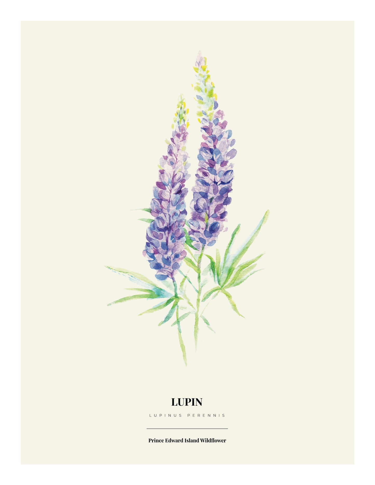 Wildflower Print Series