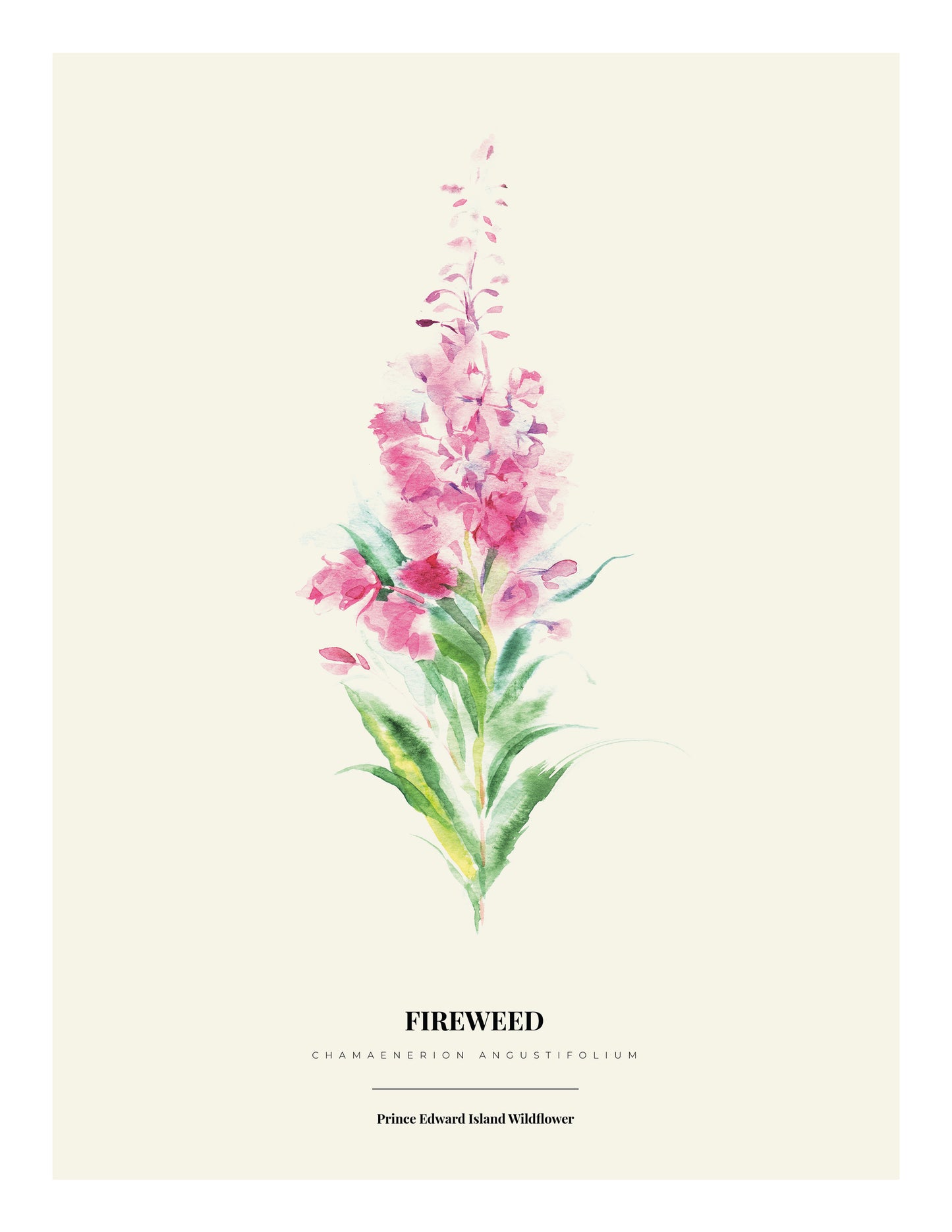 Wildflower Print Series